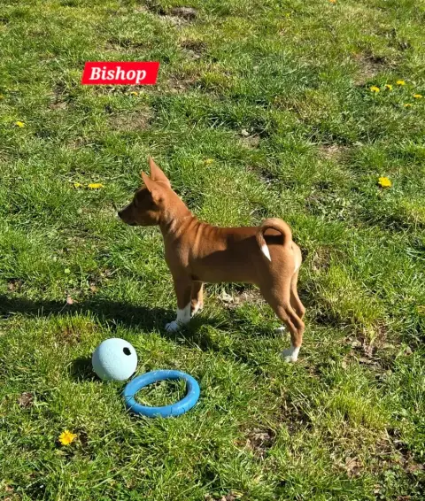 Basenji  Bishop Calykora M'Ry photo 2