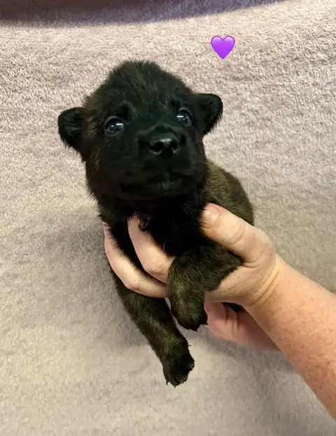Berger Hollandais  Chiot Violette Du Domaine De Tanar add47 photo 3