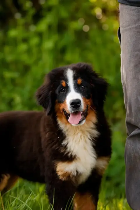 Bouvier Bernois  Alister - photo 2