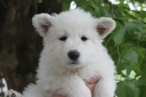 Berger Blanc Suisse  Collier Orange Du Domaine De Nox 225f5 photo 2