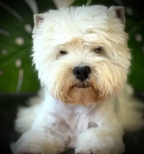 West Highland White Terrier  Chiot N°4 De La Douce So c8ab1 photo 3