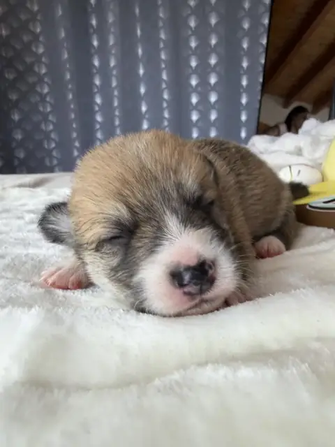 Welsh Corgi Pembroke  Mâle 4 De La Garde Divine