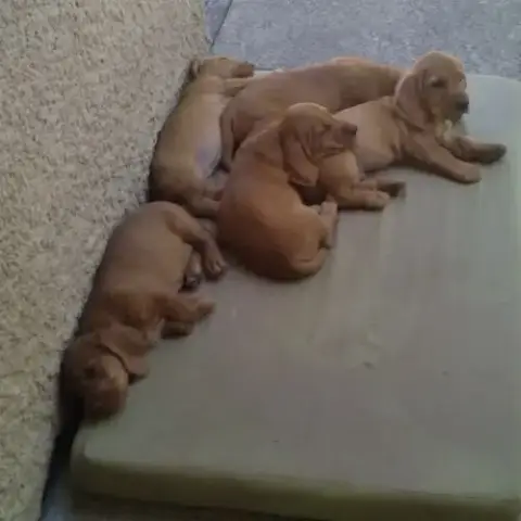 Chiots Mâles Basset Fauve De Bretagne