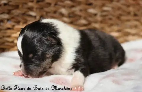 Shetland Sheepdog  Belle Fleur Du Bois De Morchène photo 2