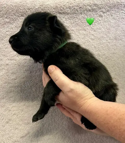 Berger Hollandais  Chiot Vert Du Domaine De Tanaris ee0ec photo 2