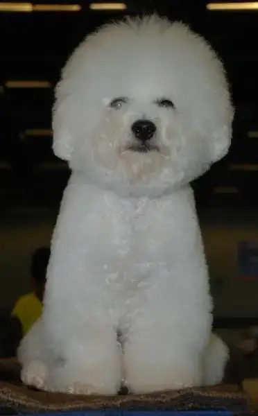 Bichon Frise  Chiot N°2 Du Moulin De Madjurie photo 2