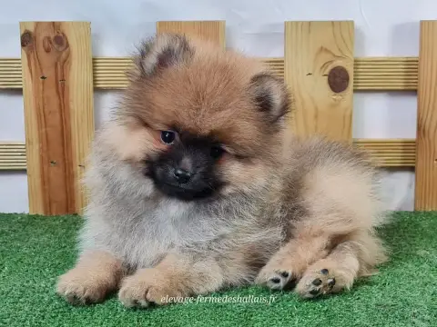Spitz Allemand  Brownie Du Mont De La Chenaie photo 3