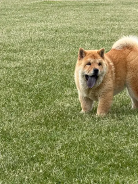 Chow Chow  Chiot 5 North Mans photo 3