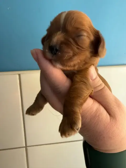 Cavalier King Charles Spaniel  Chiot N°1 Des Eternels 914af photo 2