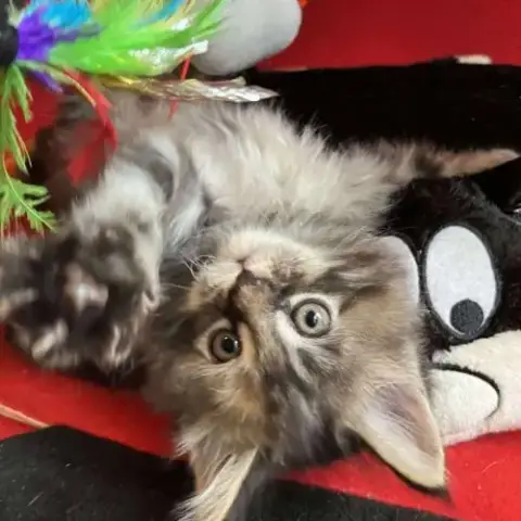 8 Chatons Maine Coon Loof Dispo Nés Le 04/09/25