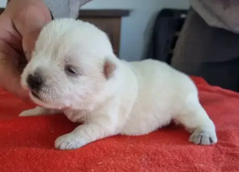 West Highland White Terrier  Chiot N°2 Des Hirondelle 9bf6d photo 2