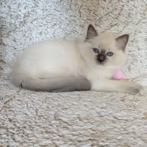Balder Le Chaton De L'Amour Et De La Beauté