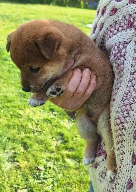 Shiba  Chiot N°5 Du Sceau- photo 3