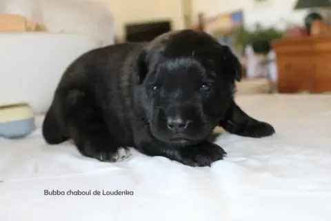 Leonberger  Chiot N°1 De Loudenka photo 2