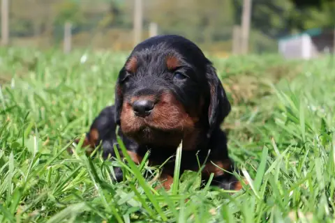 Setter Gordon  Madame Orange Pailleté Du Domaine De P 6589b photo 2