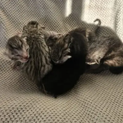 Chatons Mau Egyptien Black Silver Et Black Smoke