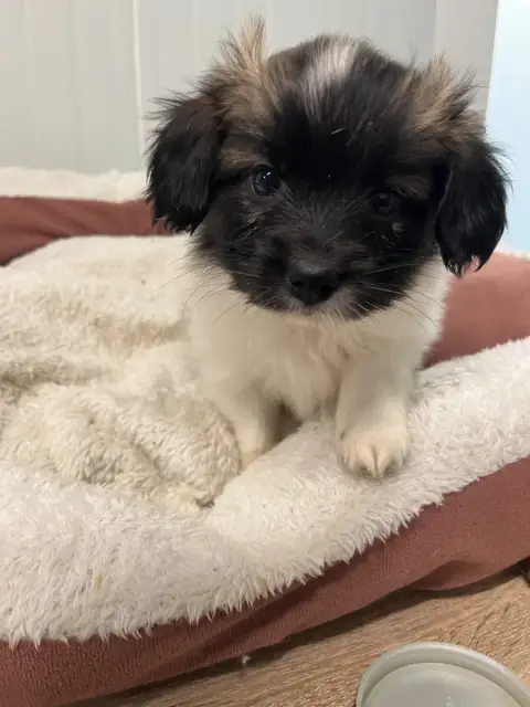 Epagneul Nain Continental (Papillon)  Basko De L'Epop 66c7f