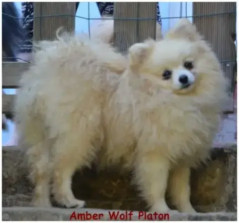 Spitz Allemand  Chiot N°2 De La Truffe Royale photo 2