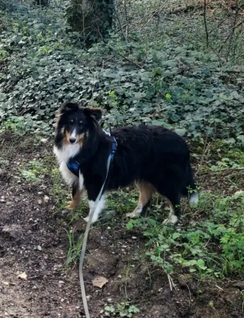 Shetland Sheepdog  Accio Of Chiprey'S Hamlet photo 3