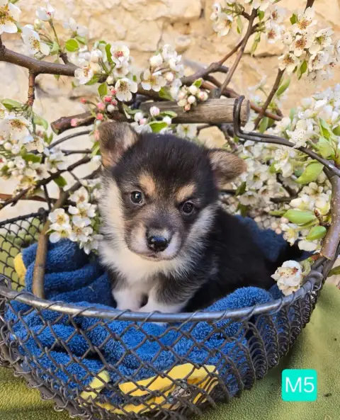 Welsh Corgi Pembroke  Chiot N°4 Domaine Du Mont Tourn 37265 photo 3