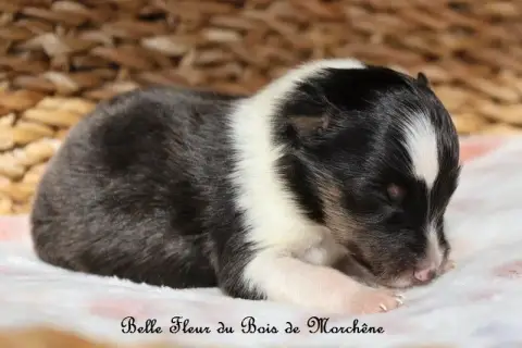 Shetland Sheepdog  Belle Fleur Du Bois De Morchène photo 3