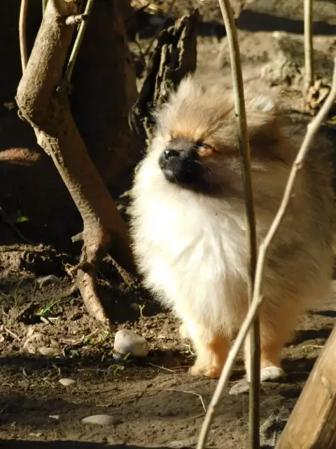Spitz Allemand  Alerte Des Spitzsous De Chato
