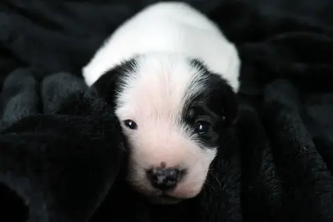 Parson Russell Terrier  Chiot 4 Des Very Important Pa f4d66