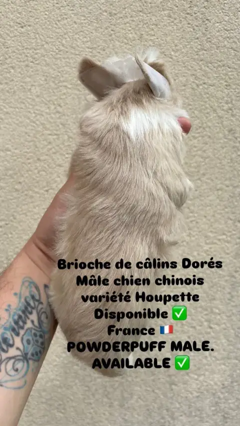 Chien Chinois À Crête  Brioche Des Câlins Dorés photo 2