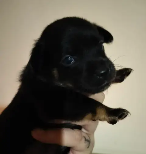 Chien Nu Mexicain  Belleza Mexica Oneirataxia