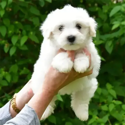Coton De Tulear  Chiot N°6 De Dame Nature