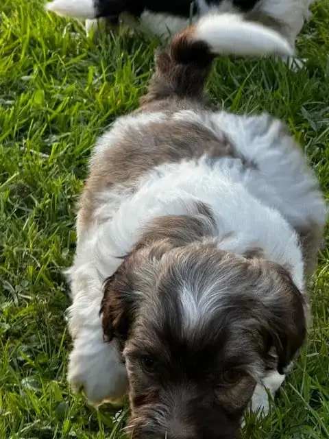 Bichon Havanais  Baltazar Del Rey Rakashi photo 3