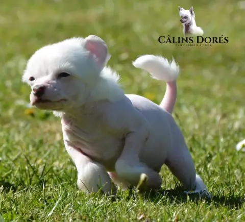 Chien Chinois À Crête  Bogosse Des Câlins Dorés photo 2