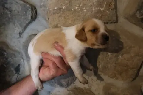 Epagneul Breton  Chiot 6 Des Terres Aniciennes photo 2