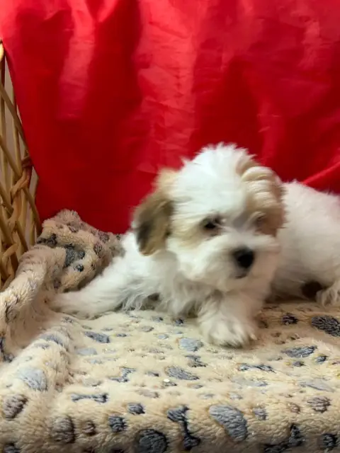 Coton De Tulear  Belvo Du Hameau De Roxane photo 3