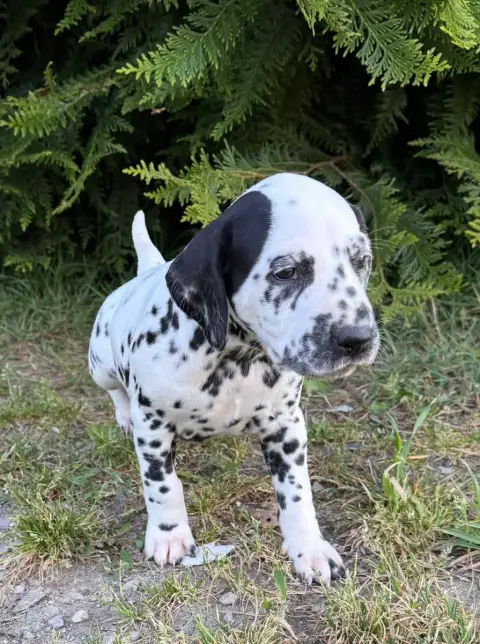 Dalmatien  Chiot 3 Valma'S Signature