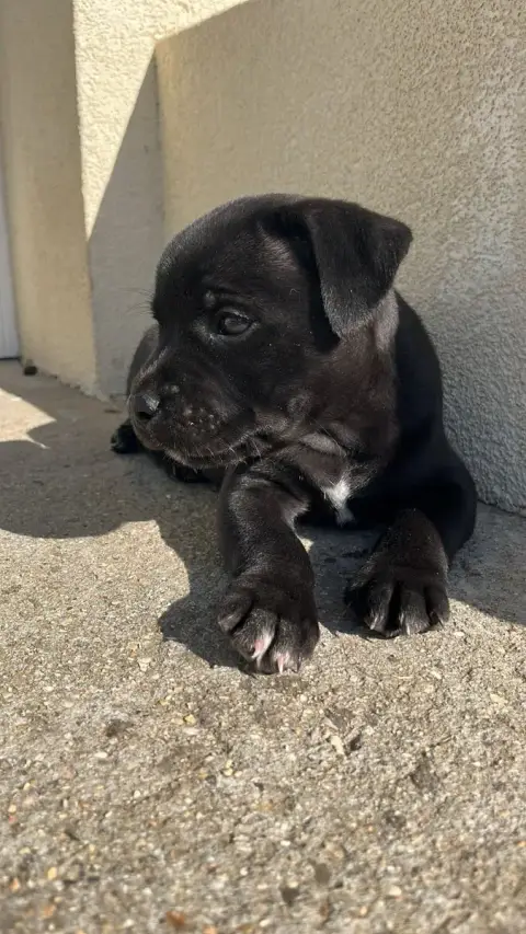 Staffordshire Bull Terrier  Chiot N°1 Du Temple Des G c4710