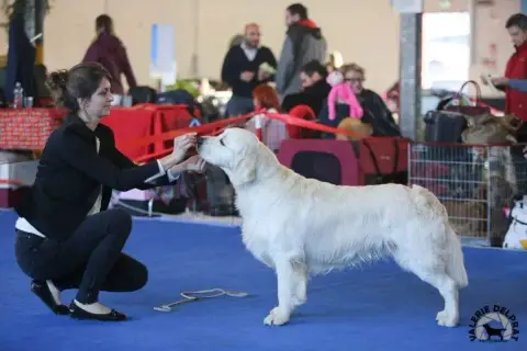 Golden Retriever  Chiot N°4 Des Vents Sacrés D'Aubrio 40022 photo 2