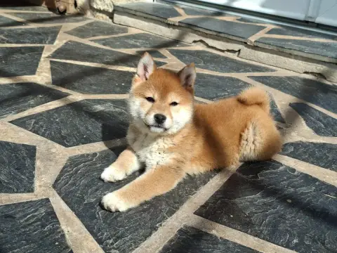 Shiba  Baya Of Skystaff Starbuck