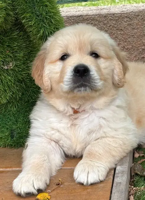 Golden Retriever  Orange photo 2