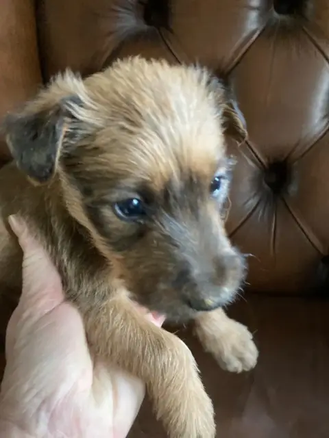 Irish Terrier  Brendan photo 3