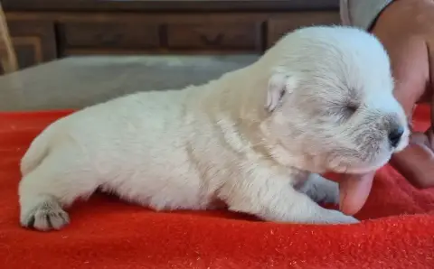 West Highland White Terrier  Chiot N°2 Des Hirondelle 9bf6d photo 3