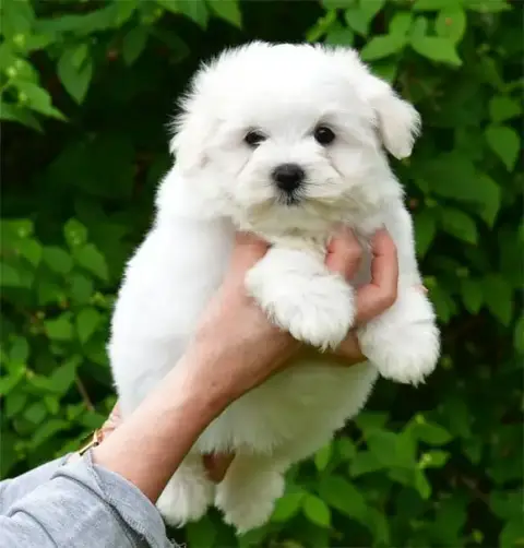 Coton De Tulear  Chiot N°2 De Dame Nature