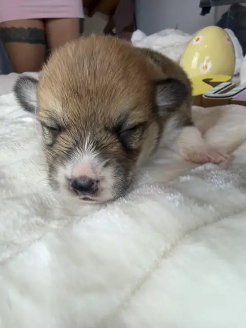 Welsh Corgi Pembroke  Mâle 1 De La Garde Divine