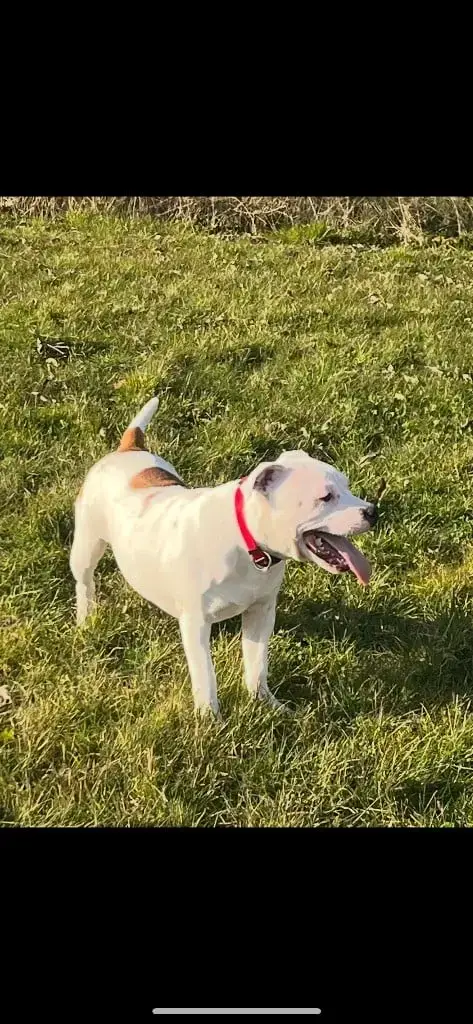 Staffordshire Bull Terrier  Vika Du Centre Del Mon photo 2