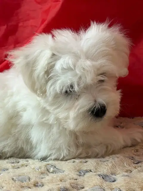 Coton De Tulear  Bob Du Hameau De Roxane photo 2