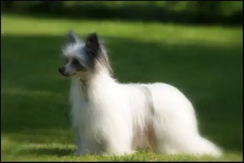 Chien Chinois À Crête  Alma Des Trésors Des Petites C b73cc photo 3