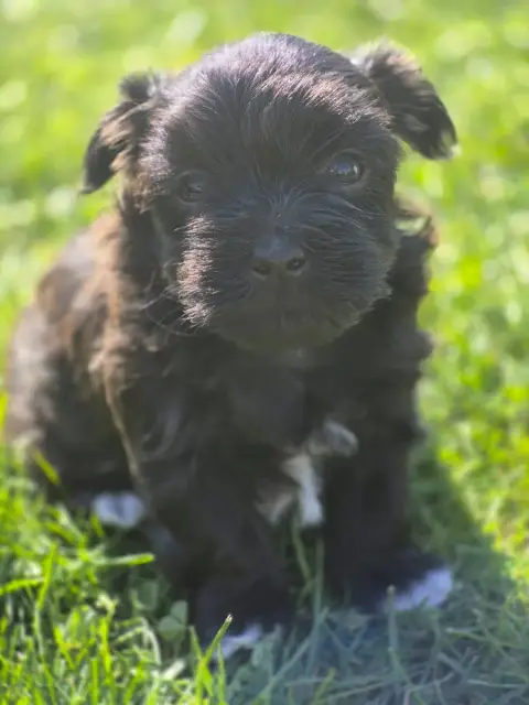 Bichon Havanais photo 3