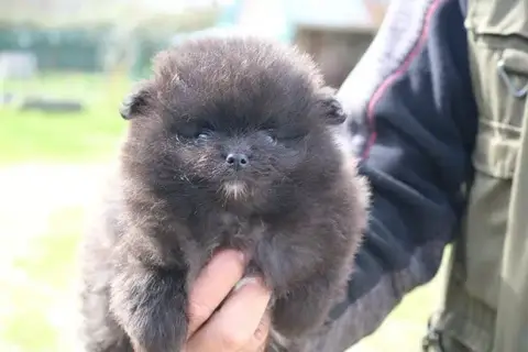 Spitz Allemand  Bagherra Des Dragons Maya photo 3