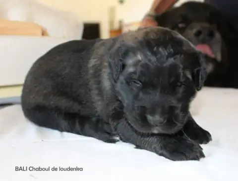 Leonberger  Chiot N°2 De Loudenka photo 2