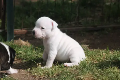 Staffordshire Bull Terrier  Baba Cool Of Suprême Staf df49a photo 3